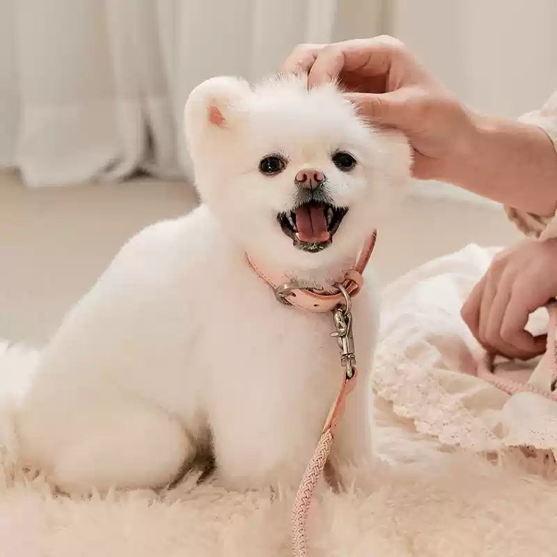 Leather Pet Collar Rope Leash For Small Medium Pets