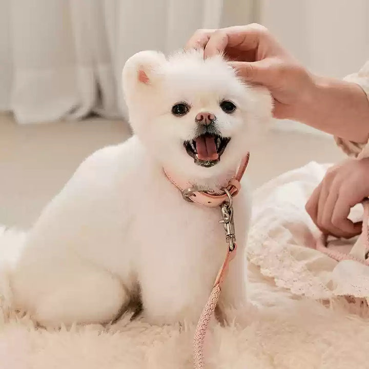 Leather Pet Collar Rope Leash For Small Medium Pets