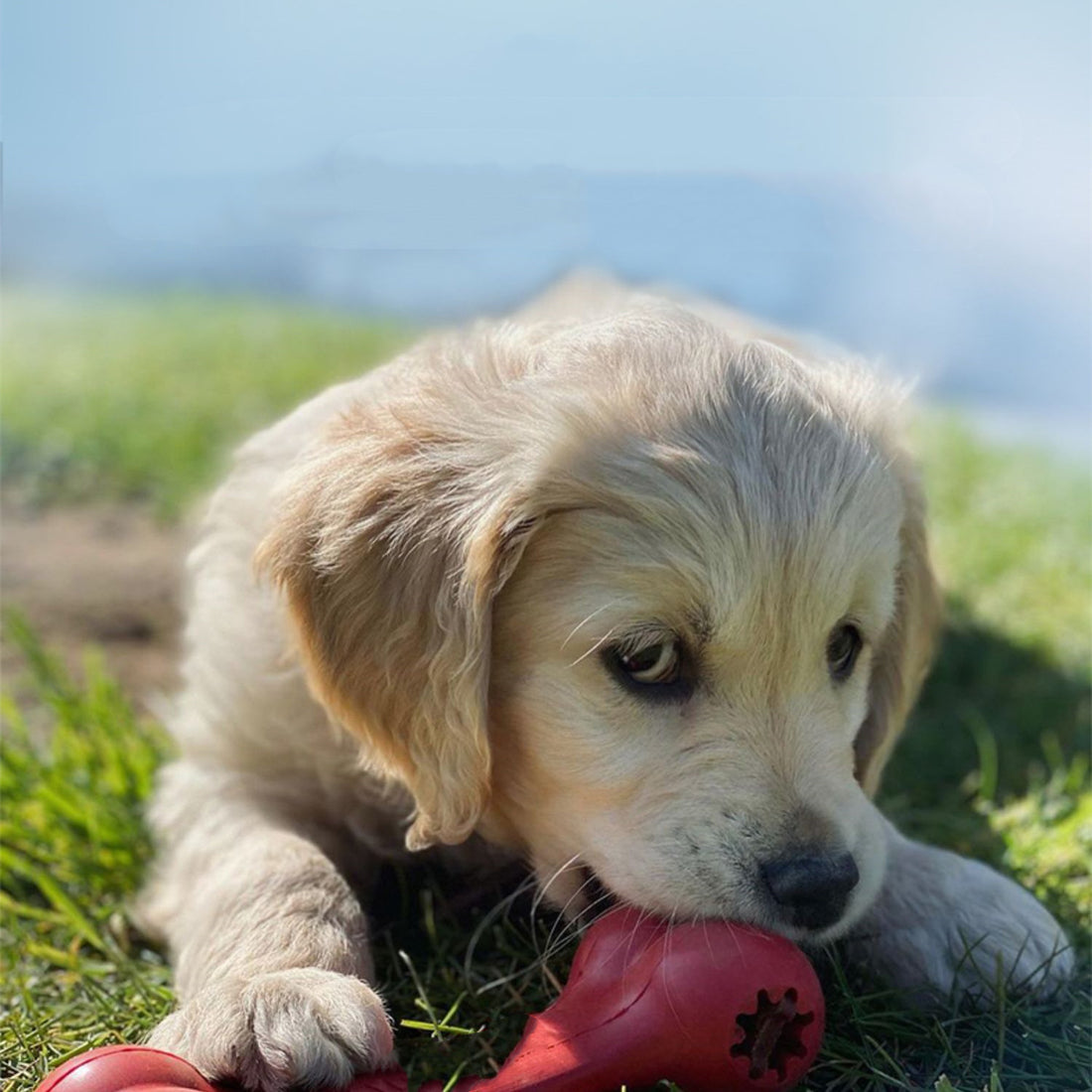Pet Bite Resistant Rubber Grinding Chew Interactive Toys