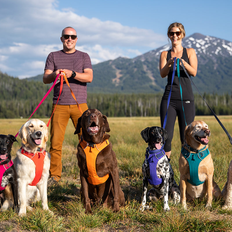 Chest And Back Pet Harness Leash Set